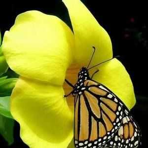 Meet your Posher, Ora